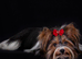 Purebred Biewer Terrier Puppies