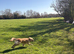 Golden Retriever Male &ndash; Experienced Home Needed