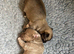 Stunning Pedigree Chihuahua Male Puppy
