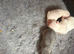 Beautiful boy kc puppies
