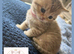 Exceptional British Shorthair Kittens