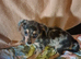 Jackawawa puppies
