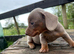 Beautiful Dachshund boys!