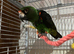 Female jardine wanted and a white capped pionus male