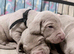 8 silver weimaraner