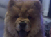 Exceptional chow chow bear ** now fully vaccinated **