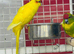 Kakariki parrots