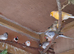 Job lot of zebra finches for sale