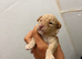 Miniature cockapoo puppies