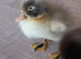 Indian runner cross cayuga ducklings