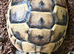 Spur thigh hatchlings