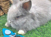 Double mained lionheads