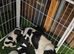 Parson Russells terriers