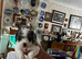 Shihpoo puppies