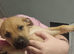 Re advertising due to owner pulling out