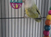 2 lovebird
