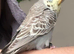 Tame exhibition Budgie