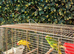 Young Pair of Kakarikis