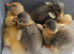 Indian runner ducklings