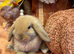Mini lop