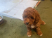 toy poodle