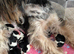 Beautiful Biewer Terriers