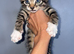 Last Maine coon kitten