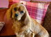 KC CAVALIER KING CHARLES SPANIEL STUD