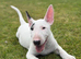 Gorgeous pedigree English Bull Terrier pups
