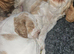 Kc show cocker spaniel