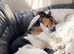 Jack Russell stud dog