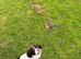 Royal kennel club registered springer spaniel