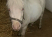 Mini Shetland filly