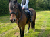 Section D Maesmynach 15.2h 3yr old