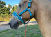 9 year old palomino warmblood x cob gelding