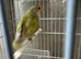 Hand reared baby lovebird available