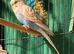 Two young budgies available Wa7 area
