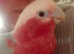 Loving Galah looking for Female forever home.