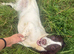 English springer spaniels