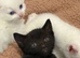 Kitten