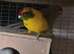 bonded pair of kakarikis