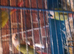 Lovely henconure