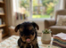 Yorkshire terrier puppy&rsquo;s