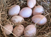 Bronze Turkey hatching Eggs