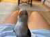 Lovebird