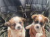 Pomeranian cross jack Russell pups