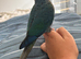Hand tamed voilet conure
