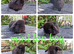 Mini lop babies available for reserve