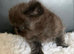 Litter of Persian and Exotic Chocolate & Black Kittens Available