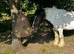 Bay Cob Cross 15.2hh and Pony 13.2 hh
